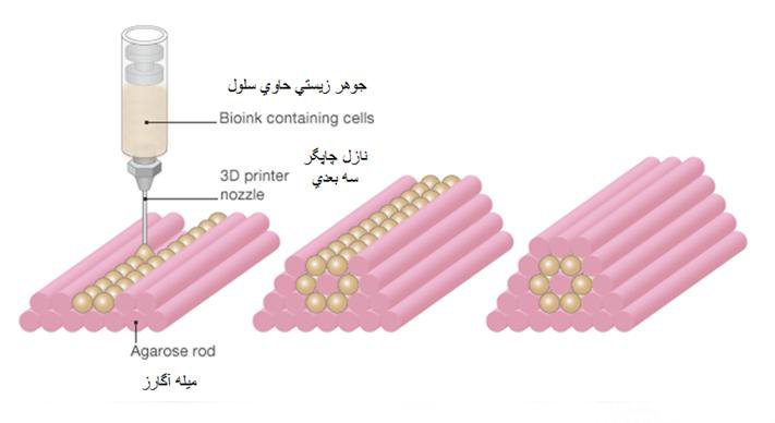 آزمایش واکسن‌های جدید بر روی اندام چاپ سه بعدی + عکس