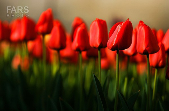 گزارش تصویری / باغ لاله ها / صادق اقدمی فرد، شهروند تبریزی، با پرورش انواع گل لاله، خانه قدیمی خود را در میان آپارتمان ها و برجهای قلب کلانشهر تبریز به باغ لاله با بیش از 30 هزار گل لاله تبدیل کرده است. 