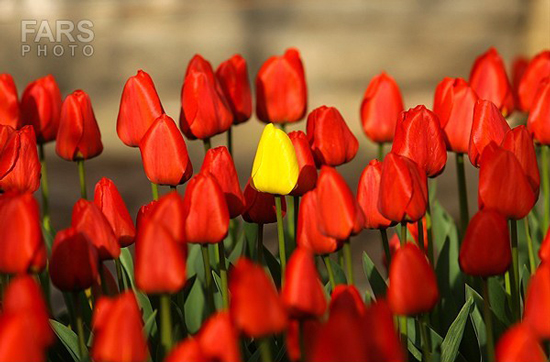 گزارش تصویری / باغ لاله ها / صادق اقدمی فرد، شهروند تبریزی، با پرورش انواع گل لاله، خانه قدیمی خود را در میان آپارتمان ها و برجهای قلب کلانشهر تبریز به باغ لاله با بیش از 30 هزار گل لاله تبدیل کرده است. 
