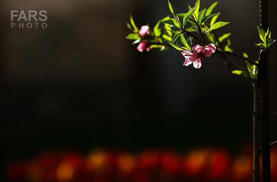 گزارش تصویری / باغ لاله ها / صادق اقدمی فرد، شهروند تبریزی، با پرورش انواع گل لاله، خانه قدیمی خود را در میان آپارتمان ها و برجهای قلب کلانشهر تبریز به باغ لاله با بیش از 30 هزار گل لاله تبدیل کرده است. 