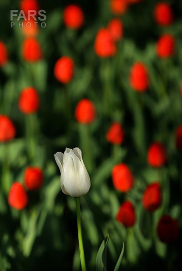 گزارش تصویری / باغ لاله ها / صادق اقدمی فرد، شهروند تبریزی، با پرورش انواع گل لاله، خانه قدیمی خود را در میان آپارتمان ها و برجهای قلب کلانشهر تبریز به باغ لاله با بیش از 30 هزار گل لاله تبدیل کرده است. 