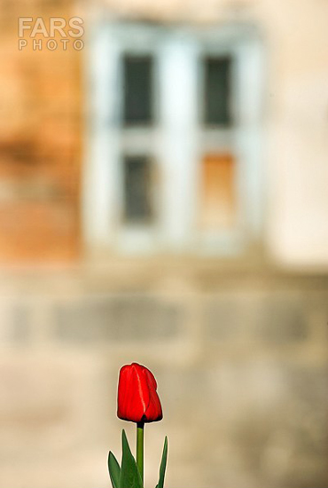 گزارش تصویری / باغ لاله ها / صادق اقدمی فرد، شهروند تبریزی، با پرورش انواع گل لاله، خانه قدیمی خود را در میان آپارتمان ها و برجهای قلب کلانشهر تبریز به باغ لاله با بیش از 30 هزار گل لاله تبدیل کرده است. 