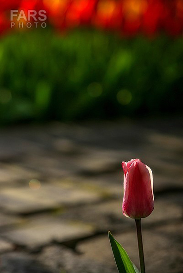 گزارش تصویری / باغ لاله ها / صادق اقدمی فرد، شهروند تبریزی، با پرورش انواع گل لاله، خانه قدیمی خود را در میان آپارتمان ها و برجهای قلب کلانشهر تبریز به باغ لاله با بیش از 30 هزار گل لاله تبدیل کرده است. 