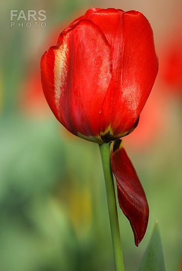 گزارش تصویری / باغ لاله ها / صادق اقدمی فرد، شهروند تبریزی، با پرورش انواع گل لاله، خانه قدیمی خود را در میان آپارتمان ها و برجهای قلب کلانشهر تبریز به باغ لاله با بیش از 30 هزار گل لاله تبدیل کرده است. 