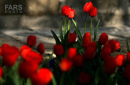 گزارش تصویری / باغ لاله ها / صادق اقدمی فرد، شهروند تبریزی، با پرورش انواع گل لاله، خانه قدیمی خود را در میان آپارتمان ها و برجهای قلب کلانشهر تبریز به باغ لاله با بیش از 30 هزار گل لاله تبدیل کرده است. 