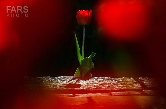 گزارش تصویری / باغ لاله ها / صادق اقدمی فرد، شهروند تبریزی، با پرورش انواع گل لاله، خانه قدیمی خود را در میان آپارتمان ها و برجهای قلب کلانشهر تبریز به باغ لاله با بیش از 30 هزار گل لاله تبدیل کرده است. 