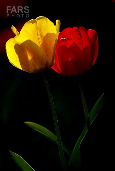 گزارش تصویری / باغ لاله ها / صادق اقدمی فرد، شهروند تبریزی، با پرورش انواع گل لاله، خانه قدیمی خود را در میان آپارتمان ها و برجهای قلب کلانشهر تبریز به باغ لاله با بیش از 30 هزار گل لاله تبدیل کرده است. 