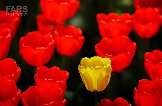 گزارش تصویری / باغ لاله ها / صادق اقدمی فرد، شهروند تبریزی، با پرورش انواع گل لاله، خانه قدیمی خود را در میان آپارتمان ها و برجهای قلب کلانشهر تبریز به باغ لاله با بیش از 30 هزار گل لاله تبدیل کرده است. 