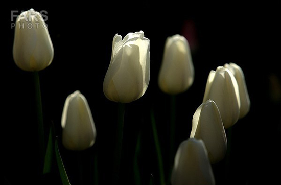 گزارش تصویری / باغ لاله ها / صادق اقدمی فرد، شهروند تبریزی، با پرورش انواع گل لاله، خانه قدیمی خود را در میان آپارتمان ها و برجهای قلب کلانشهر تبریز به باغ لاله با بیش از 30 هزار گل لاله تبدیل کرده است. 
