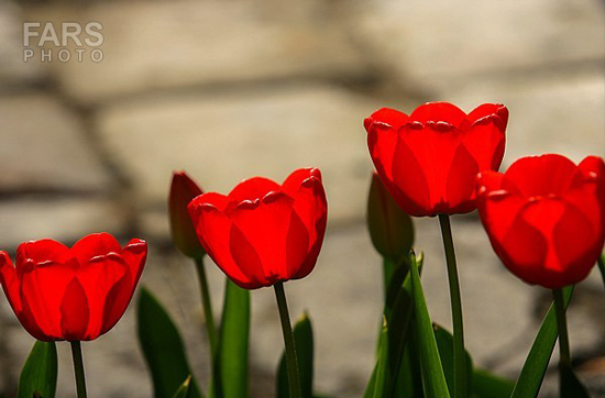گزارش تصویری / باغ لاله ها / صادق اقدمی فرد، شهروند تبریزی، با پرورش انواع گل لاله، خانه قدیمی خود را در میان آپارتمان ها و برجهای قلب کلانشهر تبریز به باغ لاله با بیش از 30 هزار گل لاله تبدیل کرده است. 