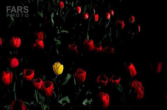 گزارش تصویری / باغ لاله ها / صادق اقدمی فرد، شهروند تبریزی، با پرورش انواع گل لاله، خانه قدیمی خود را در میان آپارتمان ها و برجهای قلب کلانشهر تبریز به باغ لاله با بیش از 30 هزار گل لاله تبدیل کرده است. 