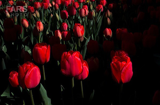 گزارش تصویری / باغ لاله ها / صادق اقدمی فرد، شهروند تبریزی، با پرورش انواع گل لاله، خانه قدیمی خود را در میان آپارتمان ها و برجهای قلب کلانشهر تبریز به باغ لاله با بیش از 30 هزار گل لاله تبدیل کرده است. 