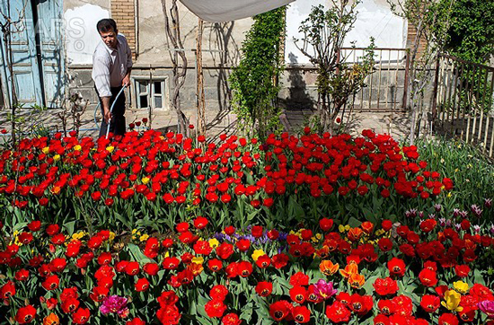 گزارش تصویری / باغ لاله ها / صادق اقدمی فرد، شهروند تبریزی، با پرورش انواع گل لاله، خانه قدیمی خود را در میان آپارتمان ها و برجهای قلب کلانشهر تبریز به باغ لاله با بیش از 30 هزار گل لاله تبدیل کرده است. 