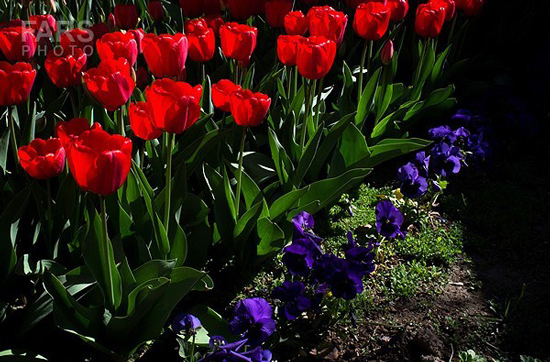 گزارش تصویری / باغ لاله ها / صادق اقدمی فرد، شهروند تبریزی، با پرورش انواع گل لاله، خانه قدیمی خود را در میان آپارتمان ها و برجهای قلب کلانشهر تبریز به باغ لاله با بیش از 30 هزار گل لاله تبدیل کرده است. 