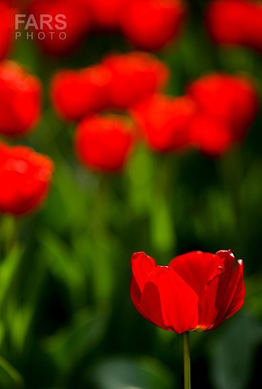 گزارش تصویری / باغ لاله ها / صادق اقدمی فرد، شهروند تبریزی، با پرورش انواع گل لاله، خانه قدیمی خود را در میان آپارتمان ها و برجهای قلب کلانشهر تبریز به باغ لاله با بیش از 30 هزار گل لاله تبدیل کرده است. 