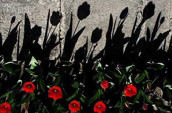 گزارش تصویری / باغ لاله ها / صادق اقدمی فرد، شهروند تبریزی، با پرورش انواع گل لاله، خانه قدیمی خود را در میان آپارتمان ها و برجهای قلب کلانشهر تبریز به باغ لاله با بیش از 30 هزار گل لاله تبدیل کرده است. 