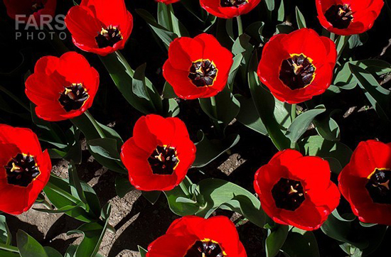 گزارش تصویری / باغ لاله ها / صادق اقدمی فرد، شهروند تبریزی، با پرورش انواع گل لاله، خانه قدیمی خود را در میان آپارتمان ها و برجهای قلب کلانشهر تبریز به باغ لاله با بیش از 30 هزار گل لاله تبدیل کرده است. 