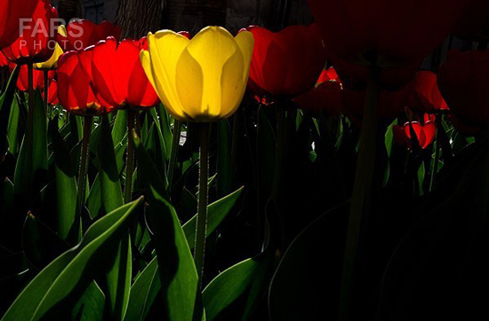 گزارش تصویری / باغ لاله ها / صادق اقدمی فرد، شهروند تبریزی، با پرورش انواع گل لاله، خانه قدیمی خود را در میان آپارتمان ها و برجهای قلب کلانشهر تبریز به باغ لاله با بیش از 30 هزار گل لاله تبدیل کرده است. 