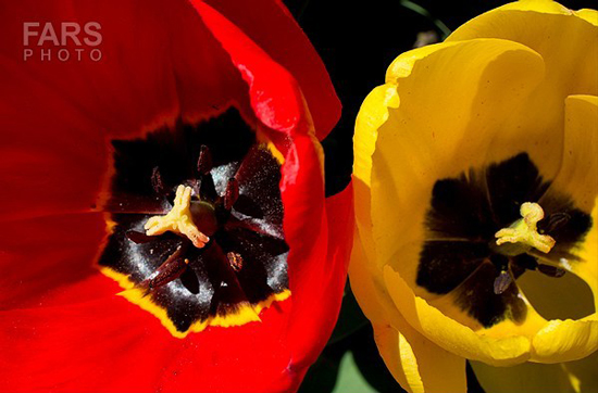 گزارش تصویری / باغ لاله ها / صادق اقدمی فرد، شهروند تبریزی، با پرورش انواع گل لاله، خانه قدیمی خود را در میان آپارتمان ها و برجهای قلب کلانشهر تبریز به باغ لاله با بیش از 30 هزار گل لاله تبدیل کرده است. 