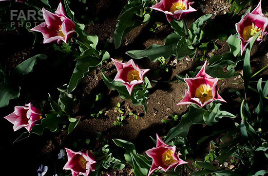 گزارش تصویری / باغ لاله ها / صادق اقدمی فرد، شهروند تبریزی، با پرورش انواع گل لاله، خانه قدیمی خود را در میان آپارتمان ها و برجهای قلب کلانشهر تبریز به باغ لاله با بیش از 30 هزار گل لاله تبدیل کرده است. 