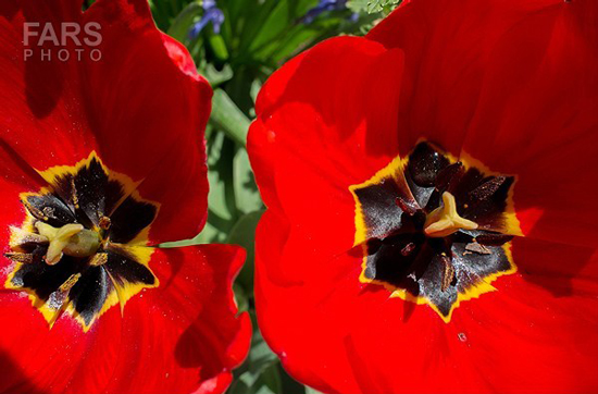 گزارش تصویری / باغ لاله ها / صادق اقدمی فرد، شهروند تبریزی، با پرورش انواع گل لاله، خانه قدیمی خود را در میان آپارتمان ها و برجهای قلب کلانشهر تبریز به باغ لاله با بیش از 30 هزار گل لاله تبدیل کرده است. 