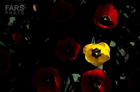 گزارش تصویری / باغ لاله ها / صادق اقدمی فرد، شهروند تبریزی، با پرورش انواع گل لاله، خانه قدیمی خود را در میان آپارتمان ها و برجهای قلب کلانشهر تبریز به باغ لاله با بیش از 30 هزار گل لاله تبدیل کرده است. 