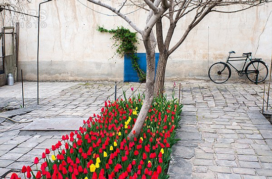 گزارش تصویری / باغ لاله ها / صادق اقدمی فرد، شهروند تبریزی، با پرورش انواع گل لاله، خانه قدیمی خود را در میان آپارتمان ها و برجهای قلب کلانشهر تبریز به باغ لاله با بیش از 30 هزار گل لاله تبدیل کرده است. 