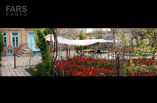 گزارش تصویری / باغ لاله ها / صادق اقدمی فرد، شهروند تبریزی، با پرورش انواع گل لاله، خانه قدیمی خود را در میان آپارتمان ها و برجهای قلب کلانشهر تبریز به باغ لاله با بیش از 30 هزار گل لاله تبدیل کرده است. 