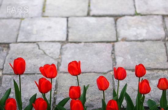 گزارش تصویری / باغ لاله ها / صادق اقدمی فرد، شهروند تبریزی، با پرورش انواع گل لاله، خانه قدیمی خود را در میان آپارتمان ها و برجهای قلب کلانشهر تبریز به باغ لاله با بیش از 30 هزار گل لاله تبدیل کرده است. 