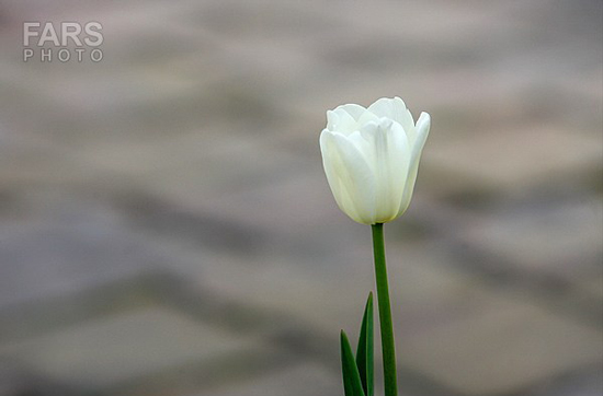 گزارش تصویری / باغ لاله ها / صادق اقدمی فرد، شهروند تبریزی، با پرورش انواع گل لاله، خانه قدیمی خود را در میان آپارتمان ها و برجهای قلب کلانشهر تبریز به باغ لاله با بیش از 30 هزار گل لاله تبدیل کرده است. 