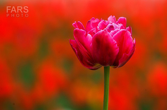 گزارش تصویری / باغ لاله ها / صادق اقدمی فرد، شهروند تبریزی، با پرورش انواع گل لاله، خانه قدیمی خود را در میان آپارتمان ها و برجهای قلب کلانشهر تبریز به باغ لاله با بیش از 30 هزار گل لاله تبدیل کرده است. 