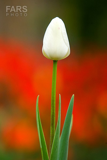 گزارش تصویری / باغ لاله ها / صادق اقدمی فرد، شهروند تبریزی، با پرورش انواع گل لاله، خانه قدیمی خود را در میان آپارتمان ها و برجهای قلب کلانشهر تبریز به باغ لاله با بیش از 30 هزار گل لاله تبدیل کرده است. 