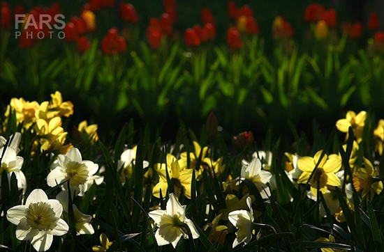 گزارش تصویری / باغ لاله ها / صادق اقدمی فرد، شهروند تبریزی، با پرورش انواع گل لاله، خانه قدیمی خود را در میان آپارتمان ها و برجهای قلب کلانشهر تبریز به باغ لاله با بیش از 30 هزار گل لاله تبدیل کرده است. 