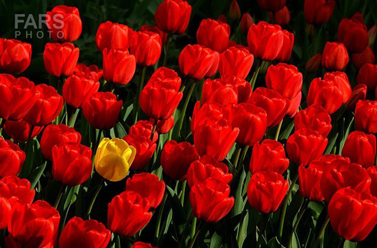 گزارش تصویری / باغ لاله ها / صادق اقدمی فرد، شهروند تبریزی، با پرورش انواع گل لاله، خانه قدیمی خود را در میان آپارتمان ها و برجهای قلب کلانشهر تبریز به باغ لاله با بیش از 30 هزار گل لاله تبدیل کرده است. 