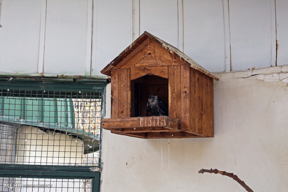 گزارش تصویری / باغ پرندگان تهران گزارش تصویری / باغ پرندگان تهران / باغ پرندگان در شمالشرق تهران در دل جنگل لویزان واقع شده است و پرندگانی نظیر کبوتر، طوطی، کلاغ، خروس، فنچ، عقاب،کرکس،قرقاول،طاووس،پلیکان،فلامینگو و .... در این محوطه قرار گرفتهاند.