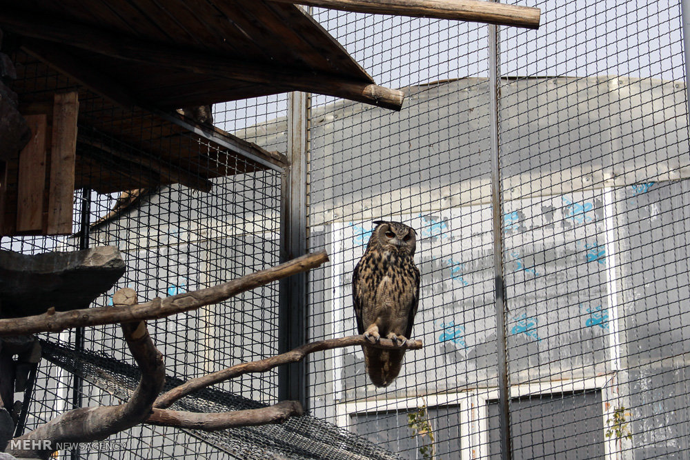 گزارش تصویری / باغ پرندگان تهران گزارش تصویری / باغ پرندگان تهران / باغ پرندگان در شمالشرق تهران در دل جنگل لویزان واقع شده است و پرندگانی نظیر کبوتر، طوطی، کلاغ، خروس، فنچ، عقاب،کرکس،قرقاول،طاووس،پلیکان،فلامینگو و .... در این محوطه قرار گرفتهاند.