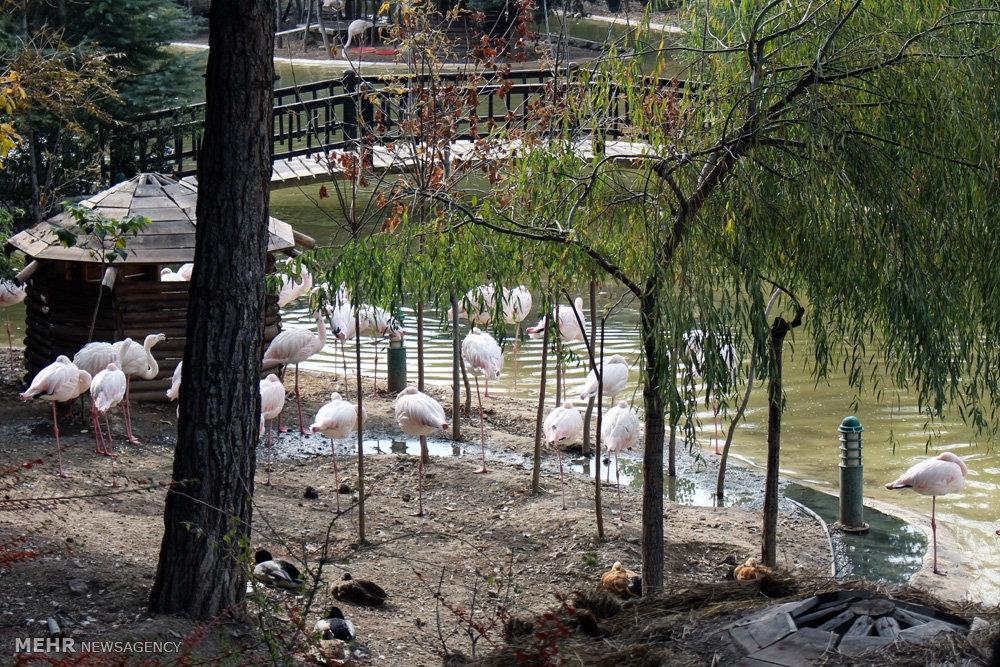 گزارش تصویری / باغ پرندگان تهران گزارش تصویری / باغ پرندگان تهران / باغ پرندگان در شمالشرق تهران در دل جنگل لویزان واقع شده است و پرندگانی نظیر کبوتر، طوطی، کلاغ، خروس، فنچ، عقاب،کرکس،قرقاول،طاووس،پلیکان،فلامینگو و .... در این محوطه قرار گرفتهاند.