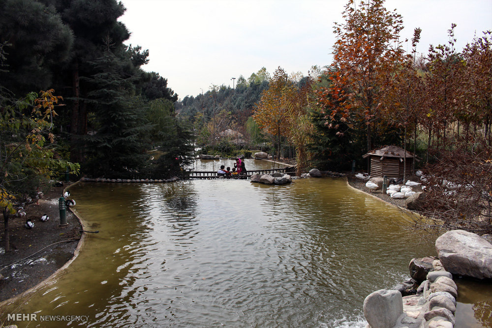 گزارش تصویری / باغ پرندگان تهران گزارش تصویری / باغ پرندگان تهران / باغ پرندگان در شمالشرق تهران در دل جنگل لویزان واقع شده است و پرندگانی نظیر کبوتر، طوطی، کلاغ، خروس، فنچ، عقاب،کرکس،قرقاول،طاووس،پلیکان،فلامینگو و .... در این محوطه قرار گرفتهاند.