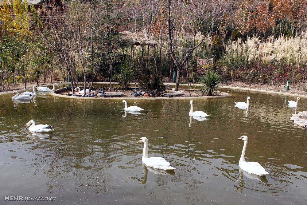 گزارش تصویری / باغ پرندگان تهران گزارش تصویری / باغ پرندگان تهران / باغ پرندگان در شمالشرق تهران در دل جنگل لویزان واقع شده است و پرندگانی نظیر کبوتر، طوطی، کلاغ، خروس، فنچ، عقاب،کرکس،قرقاول،طاووس،پلیکان،فلامینگو و .... در این محوطه قرار گرفتهاند.