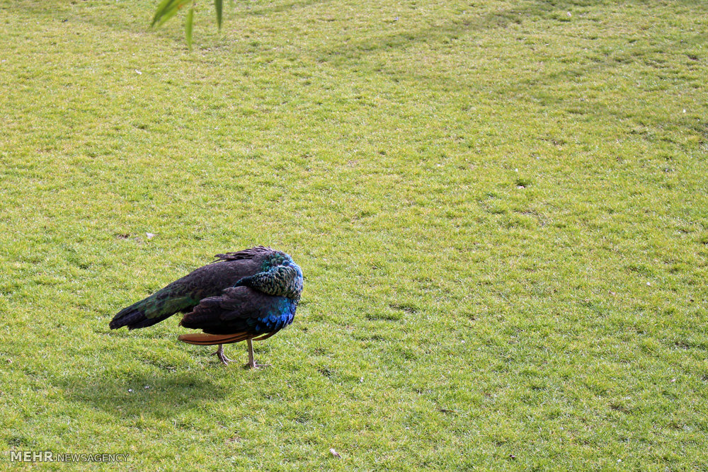 گزارش تصویری / باغ پرندگان تهران گزارش تصویری / باغ پرندگان تهران / باغ پرندگان در شمالشرق تهران در دل جنگل لویزان واقع شده است و پرندگانی نظیر کبوتر، طوطی، کلاغ، خروس، فنچ، عقاب،کرکس،قرقاول،طاووس،پلیکان،فلامینگو و .... در این محوطه قرار گرفتهاند.