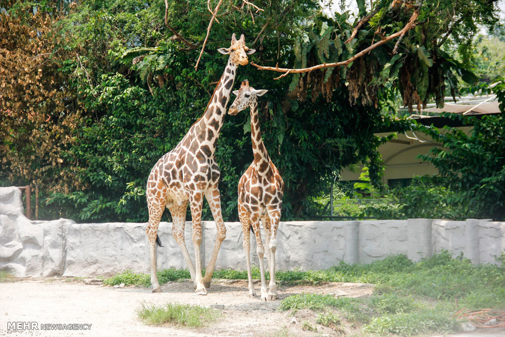 گزارش تصویری /  مناطق گردشگری مالزی / مالزی یکی از کشورهای آسیای شرقی است که از نظر قدمت تاریخی زیادی ندارد و پیشتر مستعمره انگلیس بوده است. اما پس از جدایی رشد چشمگیری کرده و از نظر گردشگری بسیار توسعه یافته تا جایی که اکنون به یکی ازکشورهای گردشگر پذیر دنیا تبدیل شده و پایتخت آن یعنی کوالالامپور مقصد بسیاری از گردشگران بخصوص ایرانیان است.​