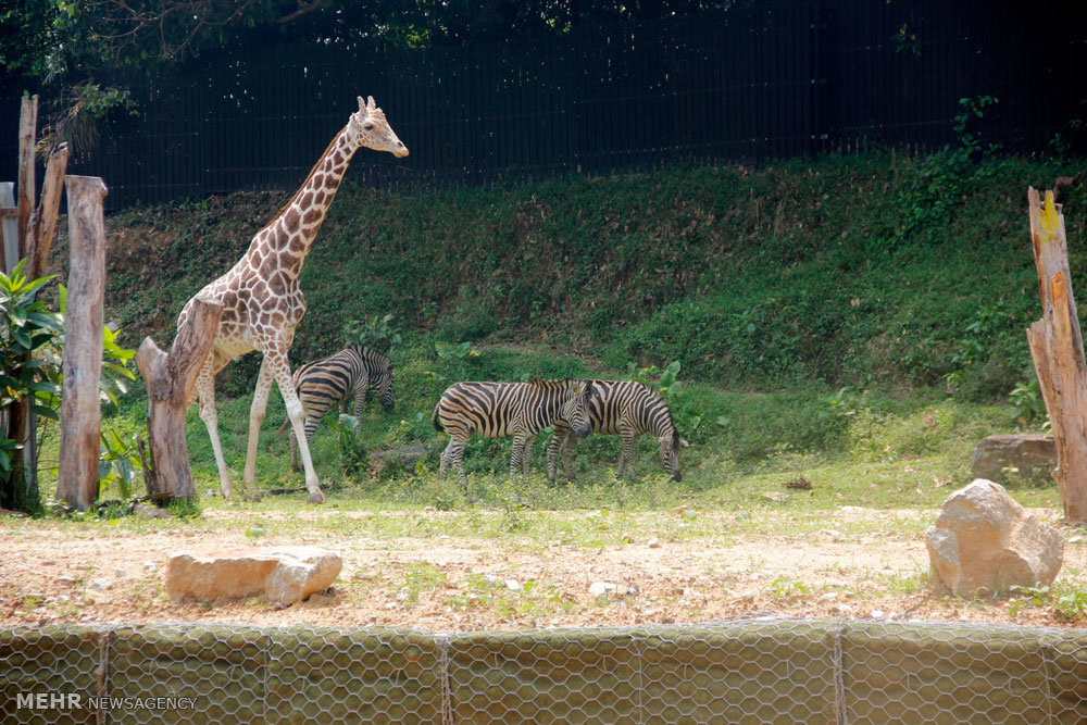 گزارش تصویری /  مناطق گردشگری مالزی / مالزی یکی از کشورهای آسیای شرقی است که از نظر قدمت تاریخی زیادی ندارد و پیشتر مستعمره انگلیس بوده است. اما پس از جدایی رشد چشمگیری کرده و از نظر گردشگری بسیار توسعه یافته تا جایی که اکنون به یکی ازکشورهای گردشگر پذیر دنیا تبدیل شده و پایتخت آن یعنی کوالالامپور مقصد بسیاری از گردشگران بخصوص ایرانیان است.​