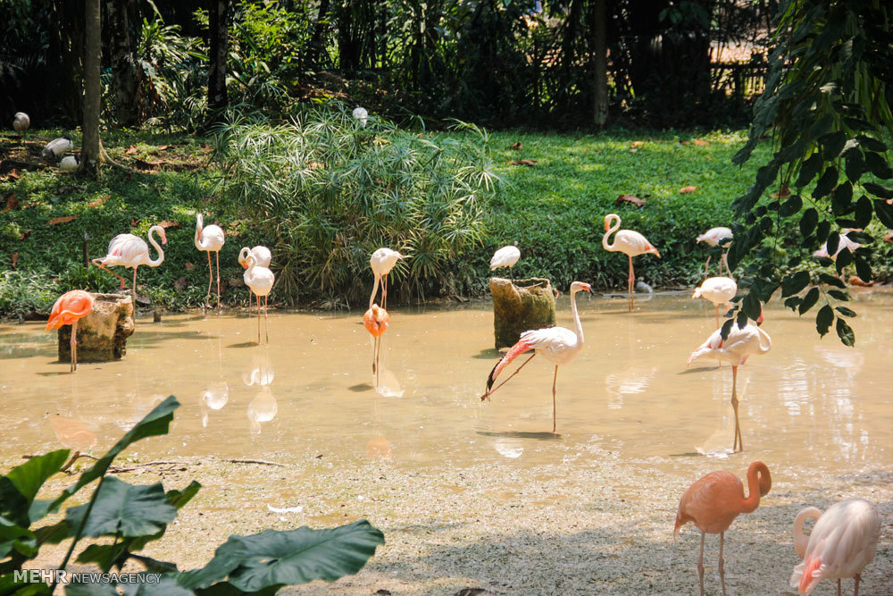 گزارش تصویری /  مناطق گردشگری مالزی / مالزی یکی از کشورهای آسیای شرقی است که از نظر قدمت تاریخی زیادی ندارد و پیشتر مستعمره انگلیس بوده است. اما پس از جدایی رشد چشمگیری کرده و از نظر گردشگری بسیار توسعه یافته تا جایی که اکنون به یکی ازکشورهای گردشگر پذیر دنیا تبدیل شده و پایتخت آن یعنی کوالالامپور مقصد بسیاری از گردشگران بخصوص ایرانیان است.​