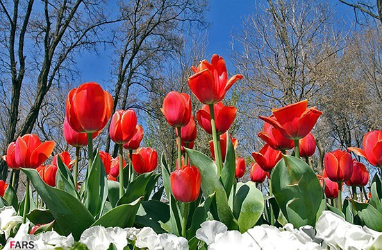 گزارش تصویری / جشنواره گلهای پیازی در مشهد