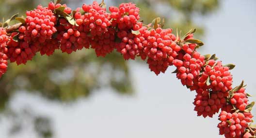 معرفی زرشک و خواص درمانی آن(بخش اول)